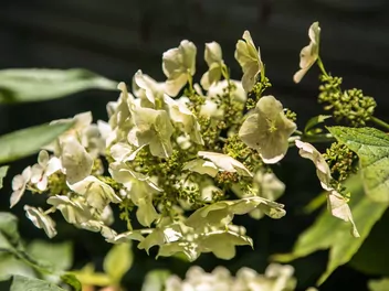 Hortensja dębolistna 'Snowflake' - zdjęcie 5