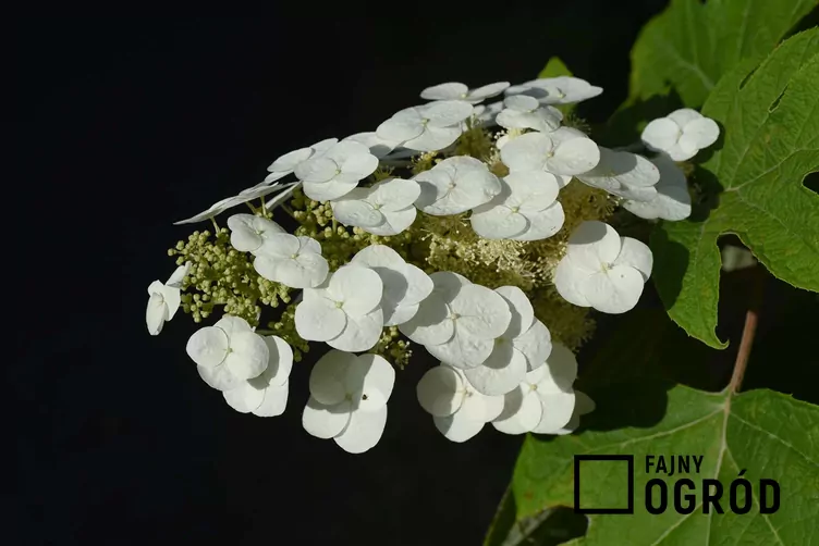 Hortensja dębolistna 'Snowflake'