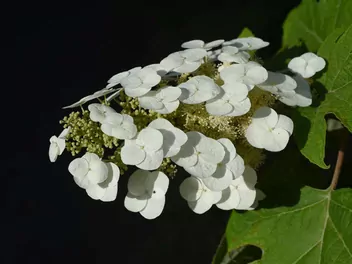 Ilustracja rośliny hortensja dębolistna 'snowflake'