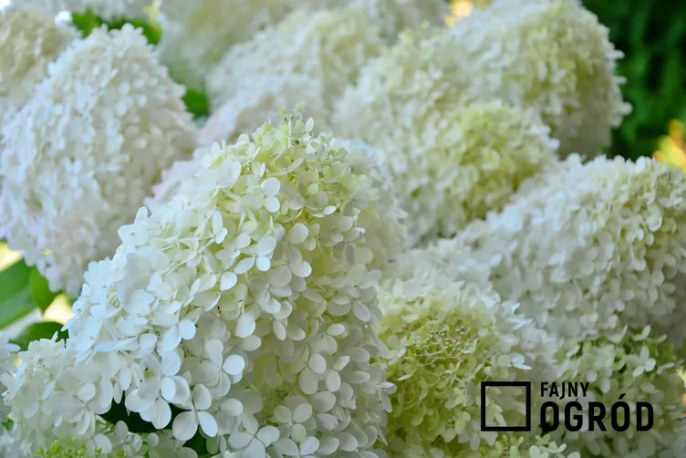 Hortensja diamantino