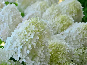 Hortensja bukietowa DIAMANTINO 'Ren10'1' - zdjęcie 2