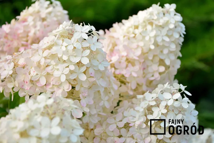 Hortensja bukietowa DIAMANTINO 'Ren10'1'