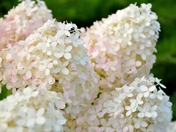 Hortensja bukietowa DIAMANTINO 'Ren10'1' - zdjęcie 3