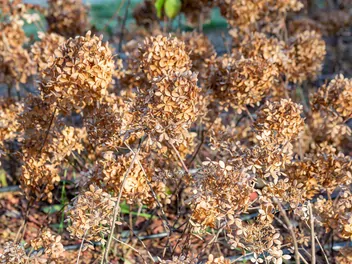 Hortensja bukietowa DIAMANTINO 'Ren10'1' - zdjęcie 4