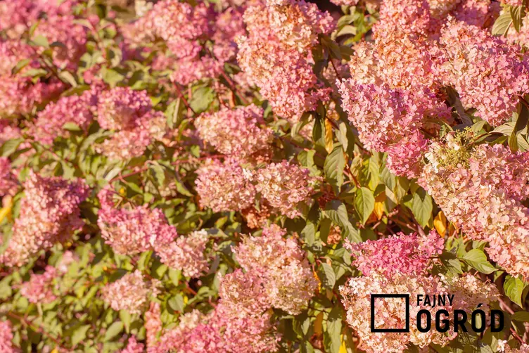 Hortensja bukietowa DIAMANTINO 'Ren10'1' - zdjęcie 5