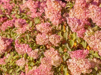 Hortensja bukietowa DIAMANTINO 'Ren10'1' - zdjęcie 5