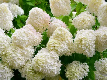 Ilustracja rośliny hortensja bukietowa diamantino 'ren10'1'