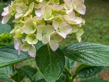 Hortensja ogrodowa 'Otaksa' - zdjęcie 2