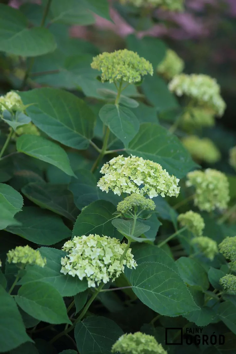 Hortensja ogrodowa 'Otaksa'