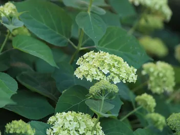 Hortensja ogrodowa 'Otaksa' - zdjęcie 3