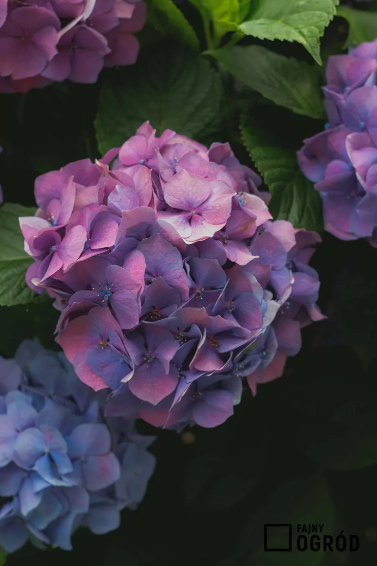 Hortensja ogrodowa 'Otaksa'