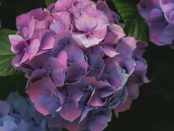 Hortensja ogrodowa 'Otaksa' - zdjęcie 4