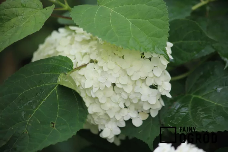 Hortensja ogrodowa 'Otaksa' - zdjęcie 5