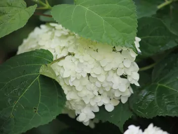 Hortensja ogrodowa 'Otaksa' - zdjęcie 5