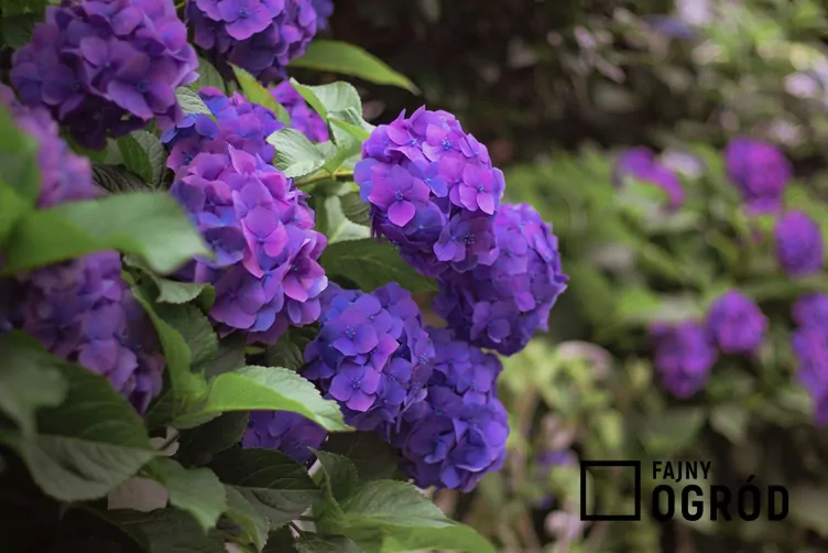Hortensja ogrodowa 'Otaksa'