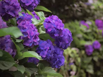 Ilustracja rośliny hortensja ogrodowa 'otaksa'