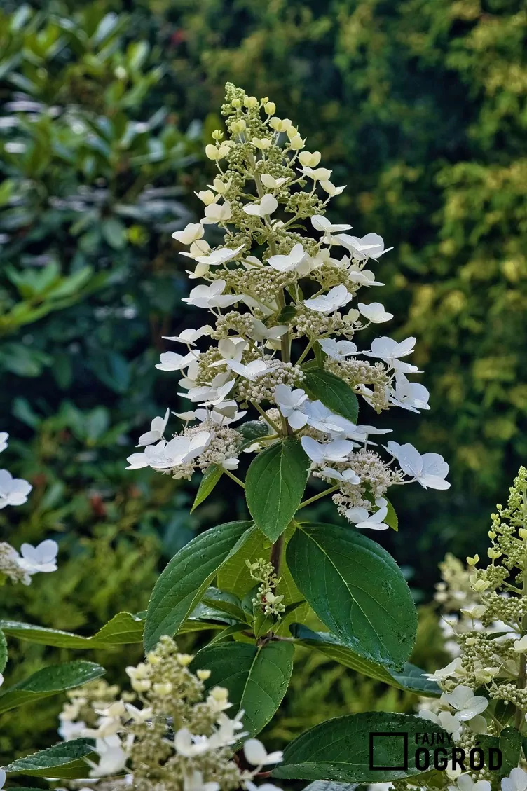 Hortensja levana
