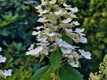 Hortensja bukietowa 'Levana' - zdjęcie 2