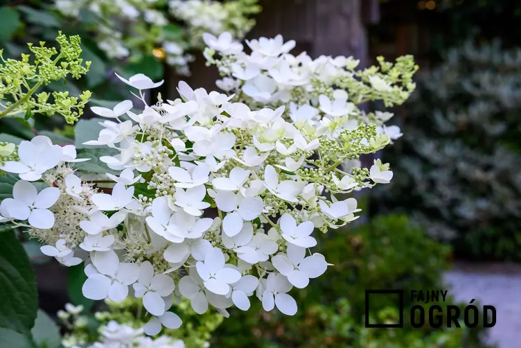 Hortensja bukietowa 'Levana'