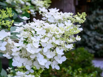 Hortensja bukietowa 'Levana' - zdjęcie 3