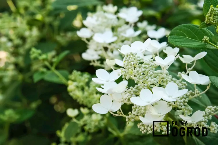 Hortensja bukietowa 'Levana'