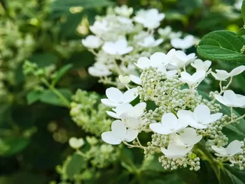 Hortensja bukietowa 'Levana' - zdjęcie 4