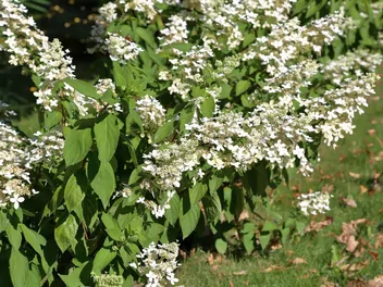 Hortensja bukietowa 'Levana' - zdjęcie 5