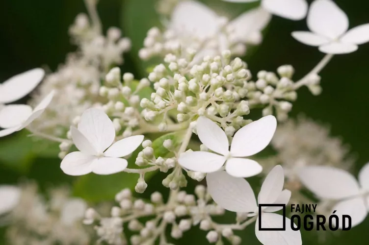 Hortensja bukietowa 'Levana'