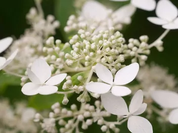 Ilustracja rośliny hortensja bukietowa 'levana'
