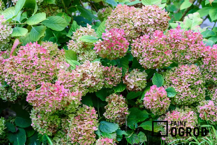 Hortensja bombshell Hortensja bombshell