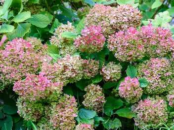 Hortensja bukietowa 'Bombshell' - zdjęcie 2