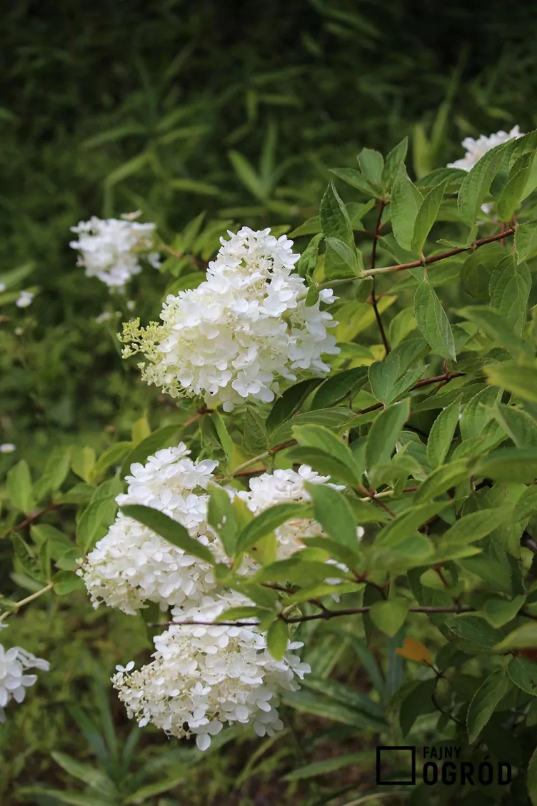 Hortensja bukietowa 'Bombshell' Hortensja bukietowa 'Bombshell'