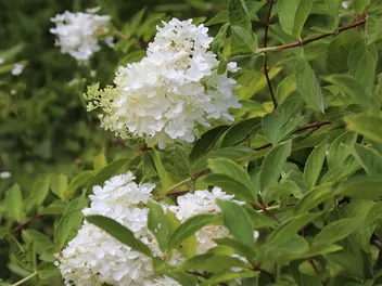 Hortensja bukietowa 'Bombshell' - zdjęcie 3