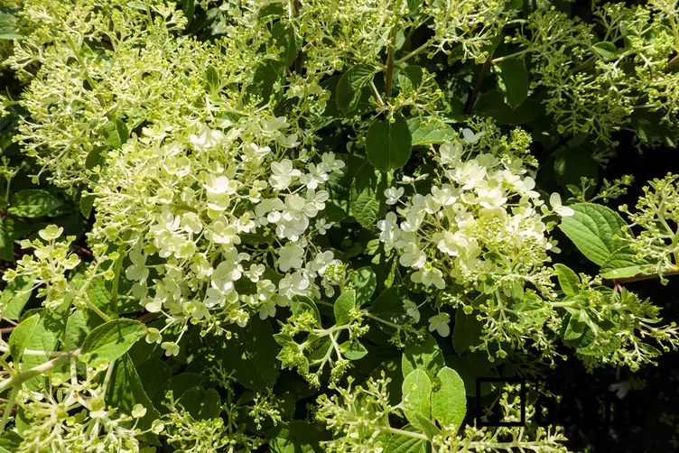 Hortensja bukietowa 'Bombshell' Hortensja bukietowa 'Bombshell'