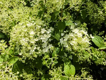 Hortensja bukietowa 'Bombshell' - zdjęcie 4