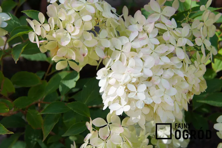 Hortensja bukietowa 'Bombshell' - zdjęcie 5 Hortensja bukietowa 'Bombshell' - zdjęcie 5