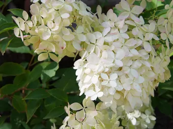 Hortensja bukietowa 'Bombshell' - zdjęcie 5