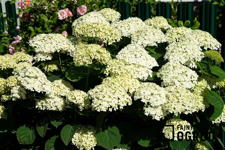 Hortensja bukietowa 'Bombshell'