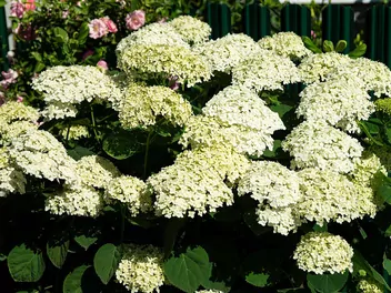 Ilustracja rośliny hortensja bukietowa 'bombshell'