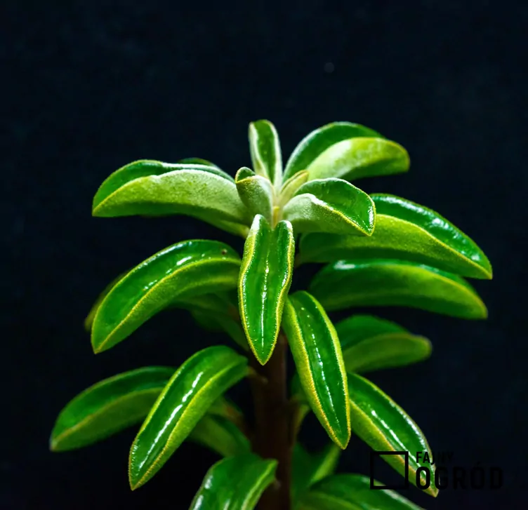 Peperomia śnieżna