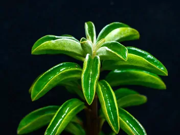 Ilustracja rośliny peperomia śnieżna