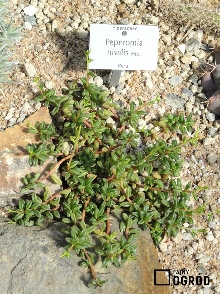 Pieprzówka śnieżna Pieprzówka śnieżna