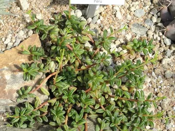 Peperomia śnieżna - zdjęcie 2