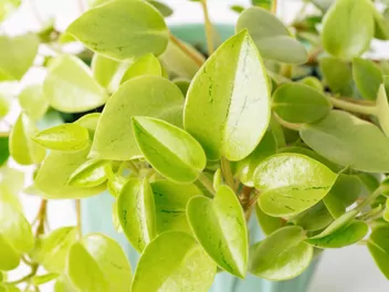 Zdjęcie ilustrujące peperomia pixi