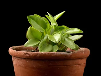 Peperomia Pixi - zdjęcie 2