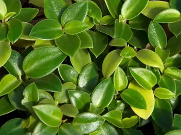 Peperomia Pixi - zdjęcie 3