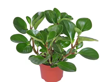 Peperomia Pixi - zdjęcie 4