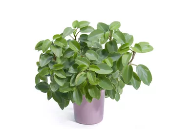 Peperomia Pixi - zdjęcie 5