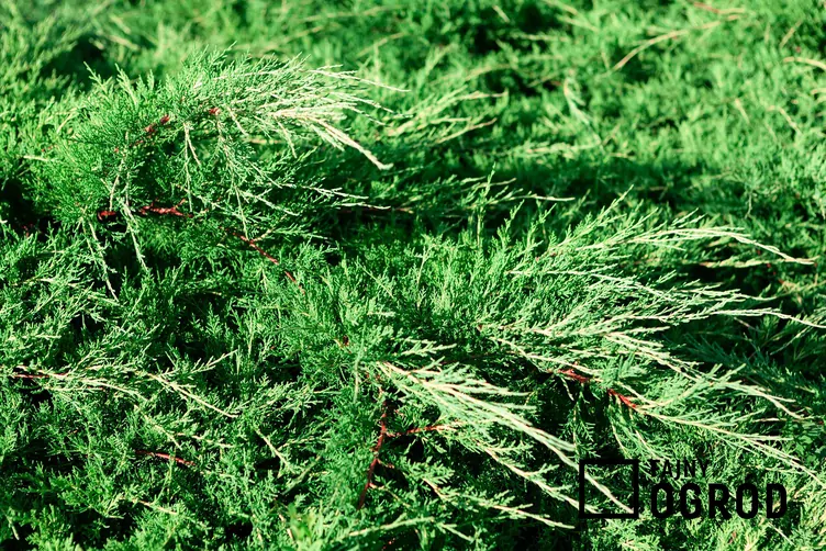 Jałowiec spartan Jałowiec spartan