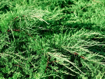 Jałowiec chiński 'Spartan' - zdjęcie 2